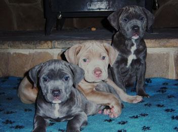  Cane corso Cachorro à venda