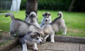  Malamute do Alasca Cachorro para venda a seu preço acessível