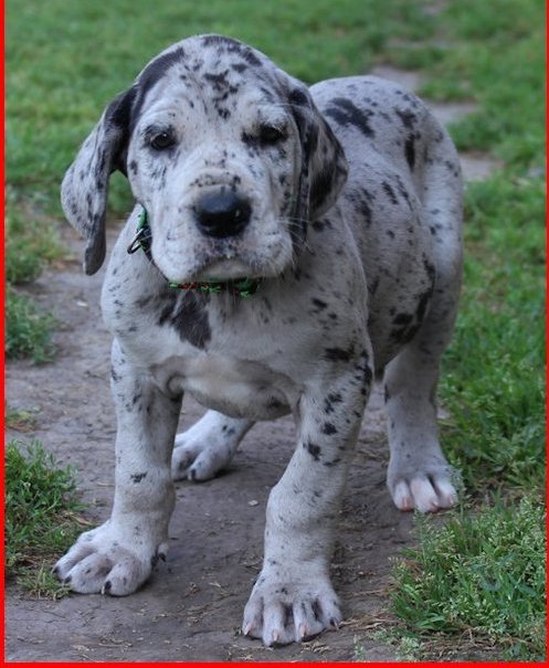 Masculinos e femininos grandes Cachorro dinamarquês