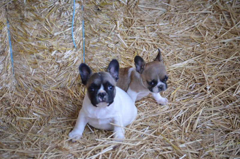 lovely french bulldog pups for sale