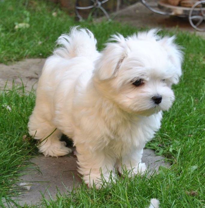 Cachorro fêmeas Venda lindo macho e maltês