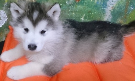 male alaskan malamute pup026693