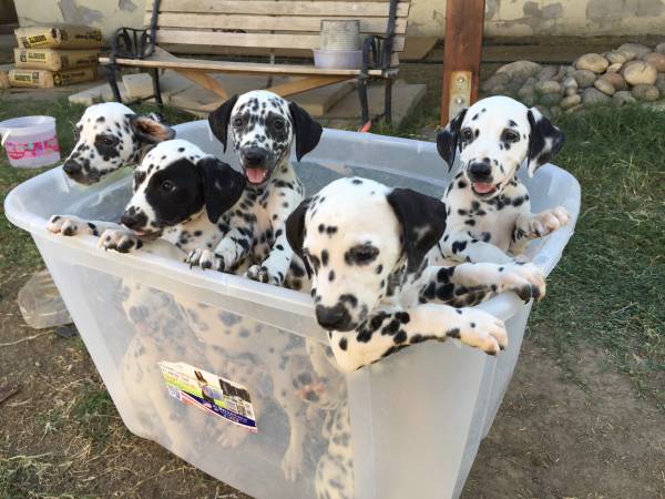 dalmatian homens inteligentes e Cachorro fêmeas