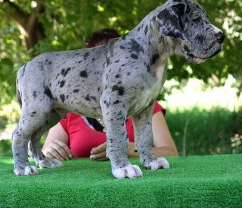 Grandes Cachorro dinamarquês para sale.contain tanto masculino quanto feminino