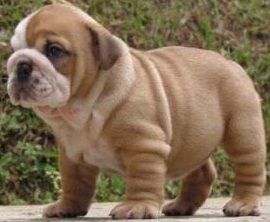 qualidade do sexo feminino Bulldog Inglês Puppies masculino e