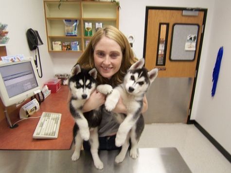 Huskies para venda um macho e uma fêmea