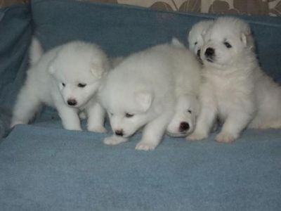 Completo cachorros samoyedo pedigree 
