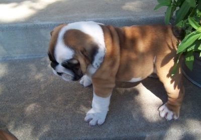 Bulldog Inglês