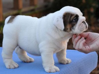 Cachorro da raça Puro Inglês bulldogs