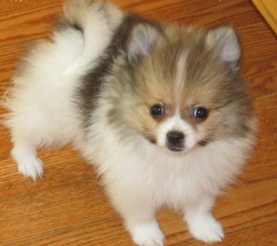 Cachorro chow chow prontos um lar 