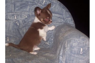 Mini Cachorro chihuahua disponíveis