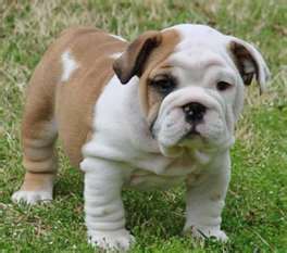 Inglês bull dog Cachorro disponíveis