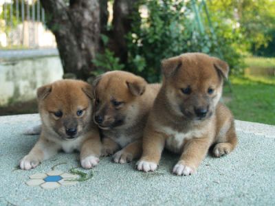 Shiba Inu adoráveis ​​Cachorro...