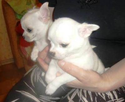 2 lindos cães chihuahua 4 meses