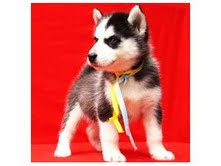 Adorável husky syberian para adoção