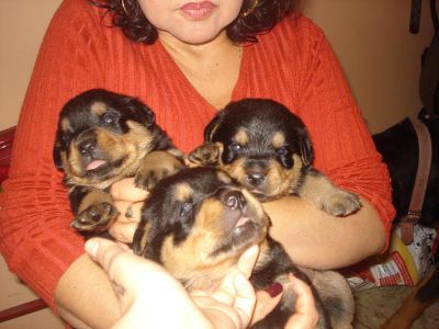 Ninhada de cachorros Rottweiler,