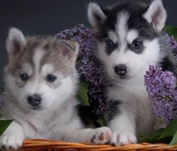 Siberian-Husky 14 semanas e tem todos os documentos, casa treinados e têm todas as...