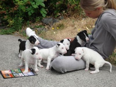 Cachorro bull terrier disponível para 