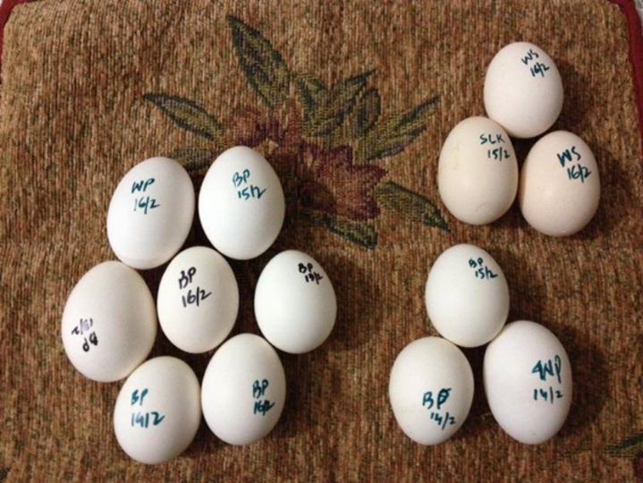  agora disponível em estoque são os seguintes papagaios e ovos de aves para venda