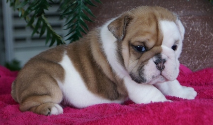 Inglês bonito Bulldogs pronto para ir agora