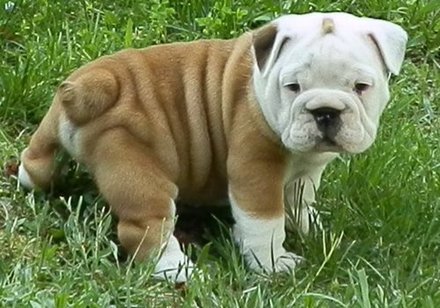Olhando agradável Bulldogs Inglês para adoção