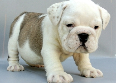 Brincalhão Bulldogs Inglês para venda