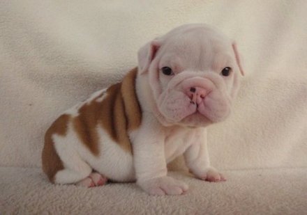 Fantastic Bulldogs Inglês para venda