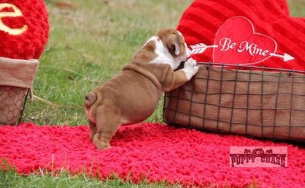Bonito Inglês Bulldogs para Adoção