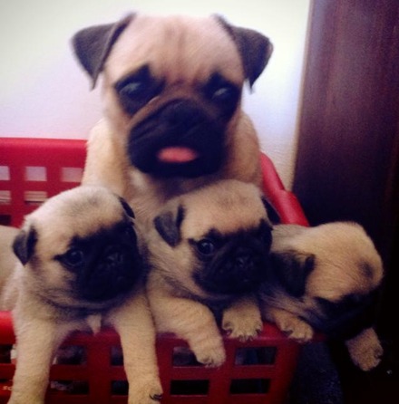 pug machos disponivel