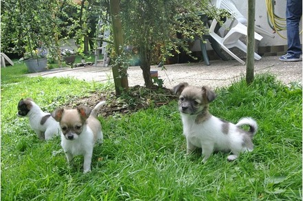 saudável chihuahua cachorros