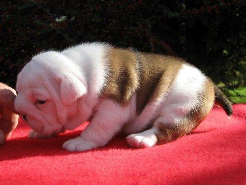 Cachorro Inglês Bulldog ( Masculino e feminino )