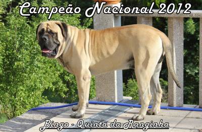 MASTIFF INGLÊS - CRIADOR SELECTIVO