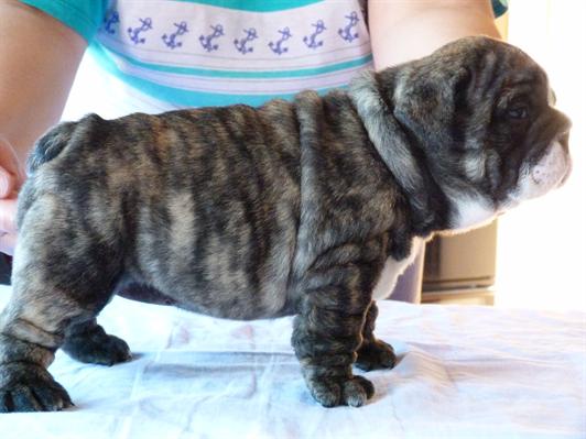 Bulldog Inglês Cachorro machos e fêmeas para adoção