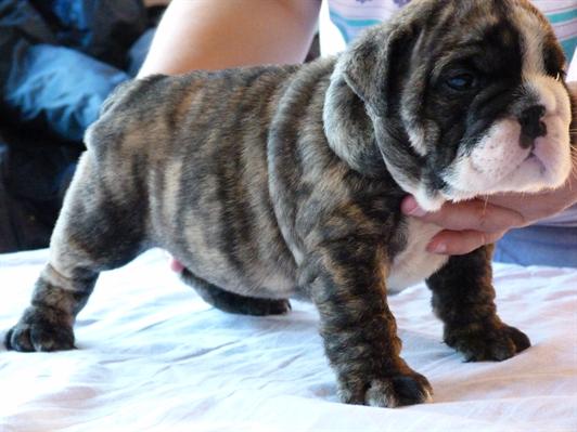 Bulldog Inglês Cachorro machos e fêmeas para adoção