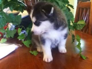 Masculino e Feminino Cachorro husky siberiano