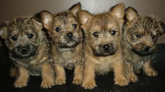 Cairn terrier cachorros para realojar filhotes para adoção