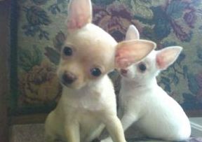 Chihuahua