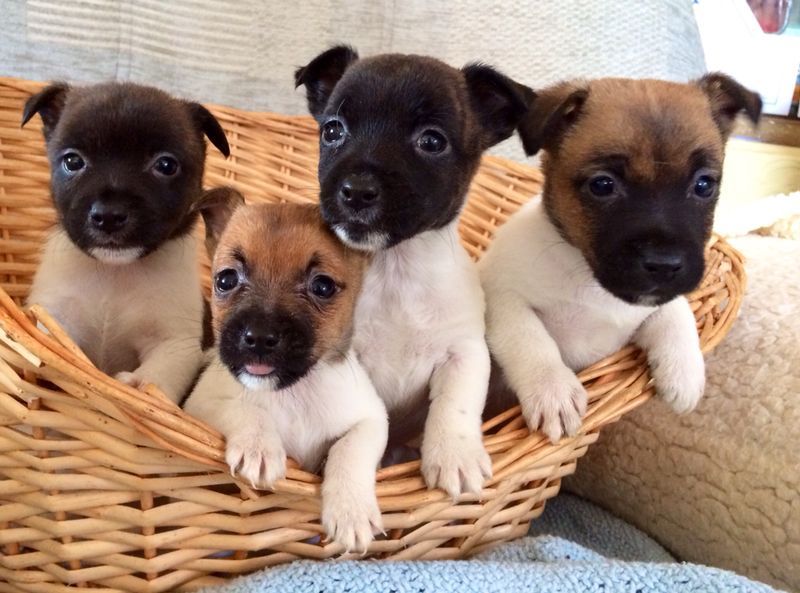 Mini cachorro de Jack Russell