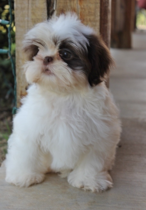 Cachorro de cachorro bonitos e encantadores Shih Tzu para adoção 