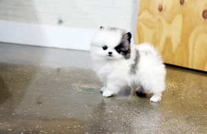 Pomeranian Cachorro