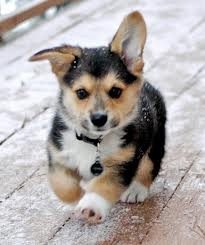 Bem treinado Cachorro Pembroke Welsh Corgi