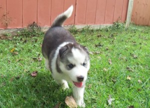 Cachorro malamute do Alasca para venda