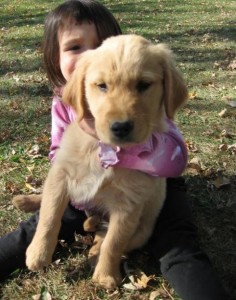 Adorável cachorro de Golden Retriever para adoção