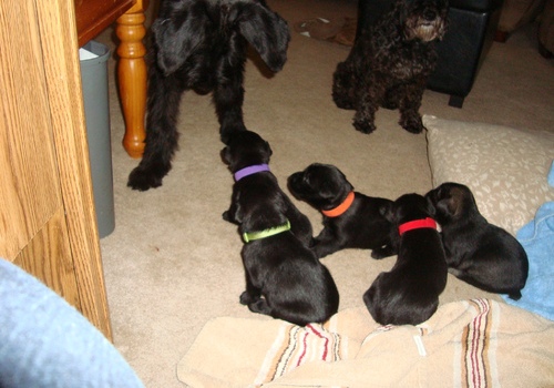 doces Cachorro Schnauzer padrão Venda por realojados