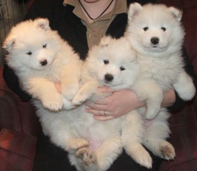 samoyed Cachorro para adoção