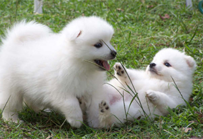 Cachorro spitz Terrier japoneses para adoção