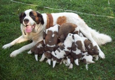 Cachorro de Saint Bernard pronto