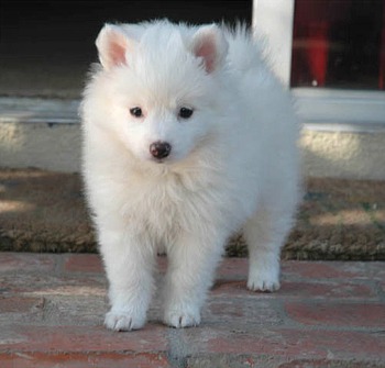 Cachorro Eskimo americanos para venda