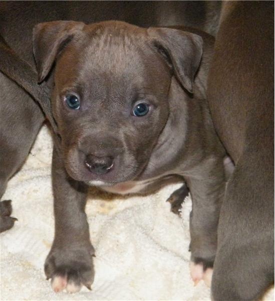 Cachorro de raça pura americano Pitbull, borda azul Nose / navalha