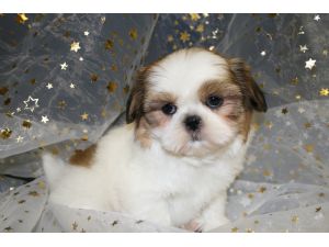 Cachorro Teacup Shih-Tzu para um lar feliz.